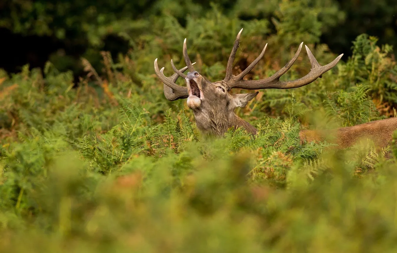 Photo wallpaper forest, thickets, deer, horns, call