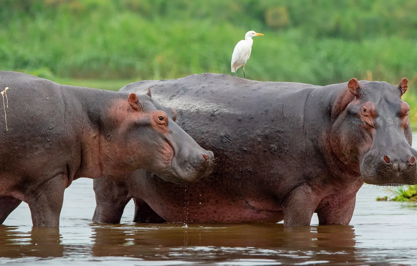 Photo wallpaper water, bird, bathing, pair, Hippo, two, pond, hippos