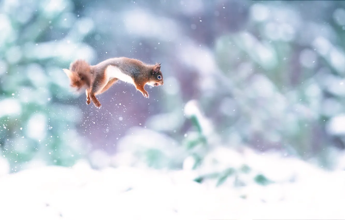 Photo wallpaper snow, jump, walnut, protein