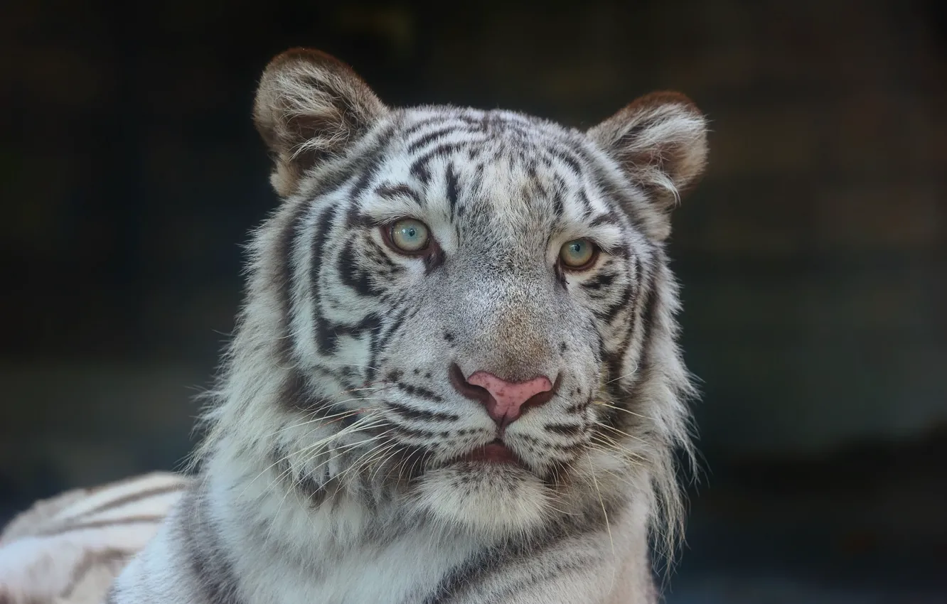 Photo wallpaper face, portrait, predator, white tiger, wild cat