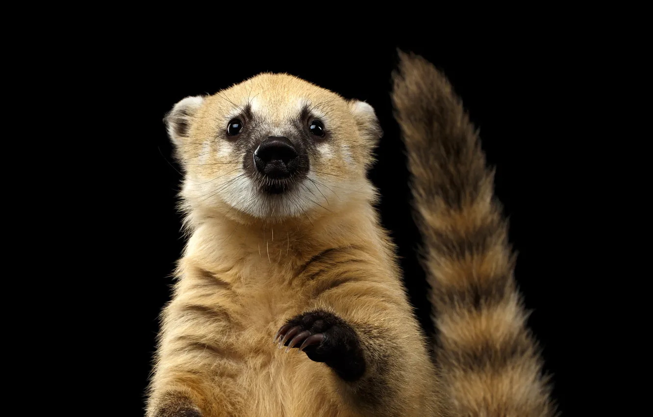Photo wallpaper portrait, coati, tail, muzzle, black background, wool, the coati, legs