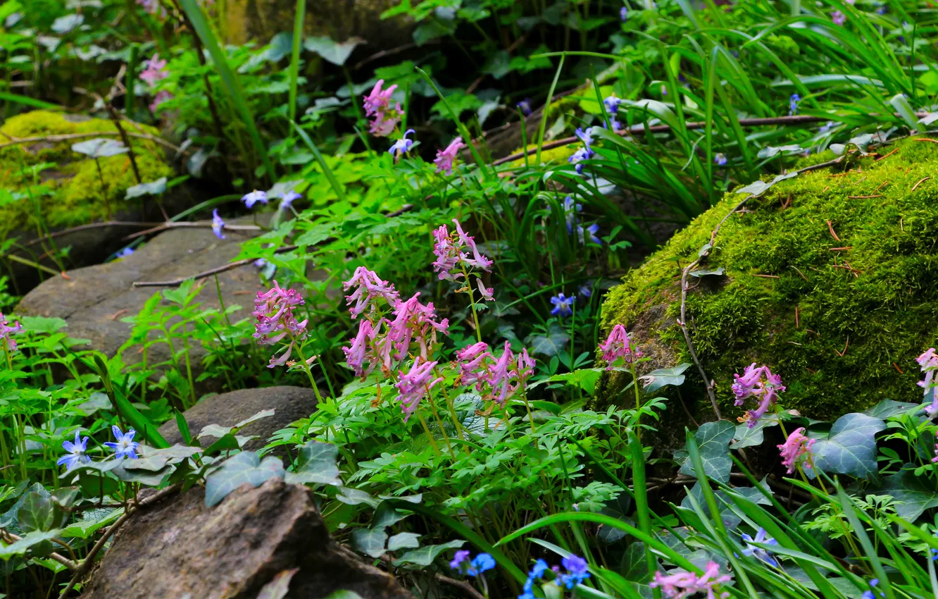 Photo wallpaper flower, stones, plant, moss, Boulders