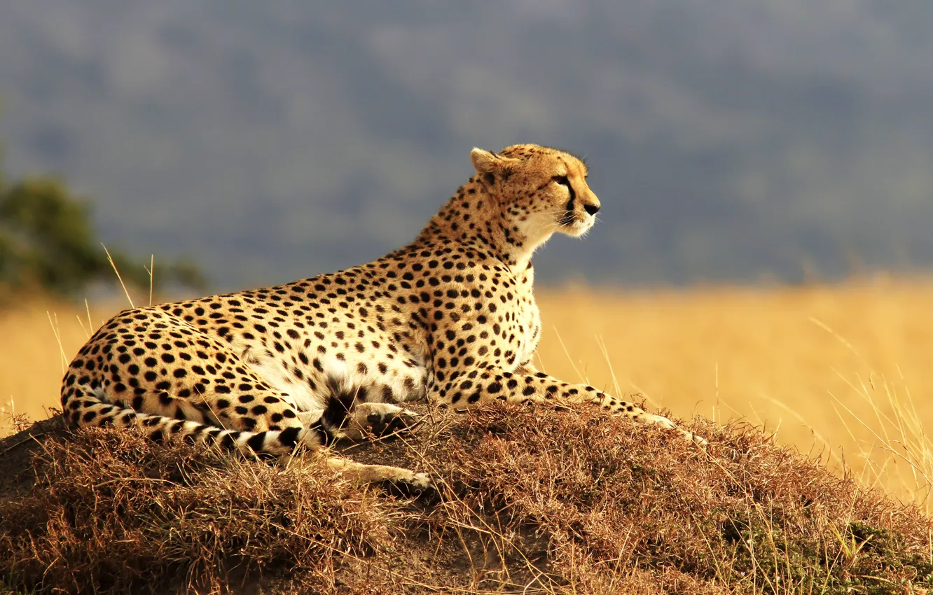 Photo wallpaper field, grass, predator, Cheetah, Savannah, lies, resting, bokeh