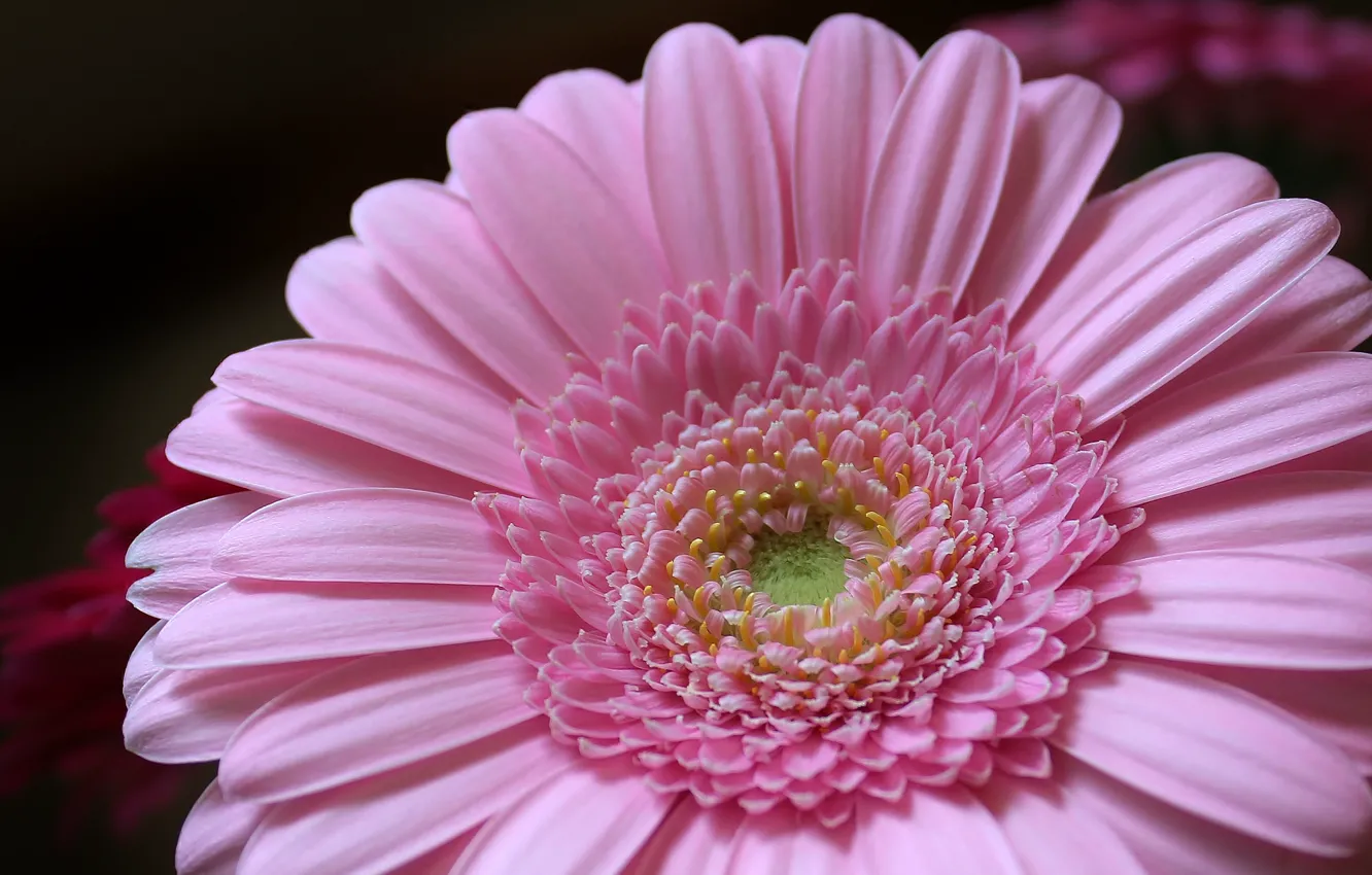 Photo wallpaper flower, pink, petals, flower, pink, petals, Gerbera, gerbera
