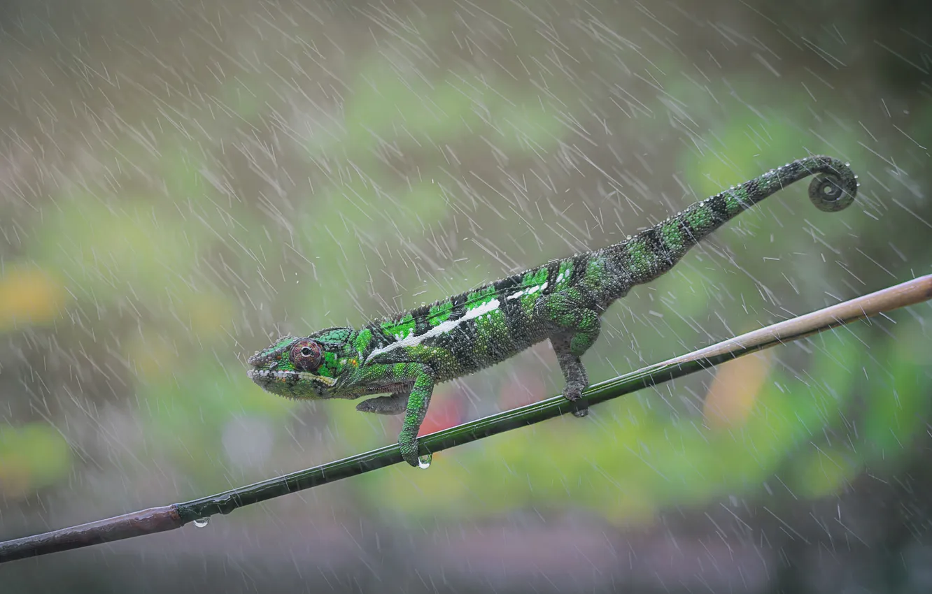 Photo wallpaper drops, green, chameleon, rain, rope, rope, green background, bokeh