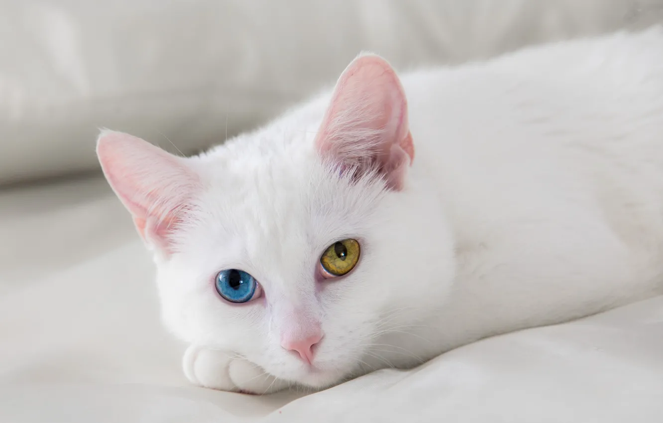 Photo wallpaper cat, eyes, white