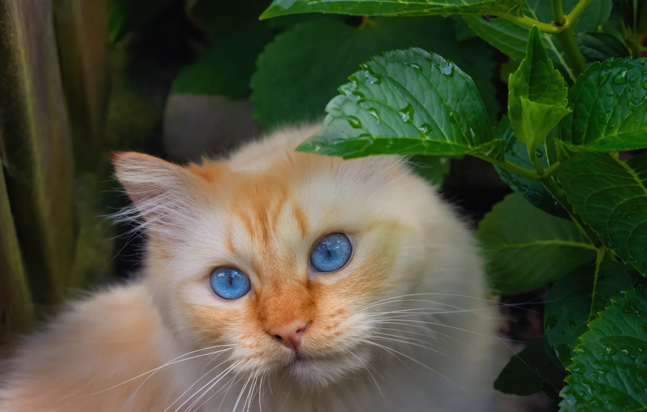 Photo wallpaper cat, look, pose, face, cat