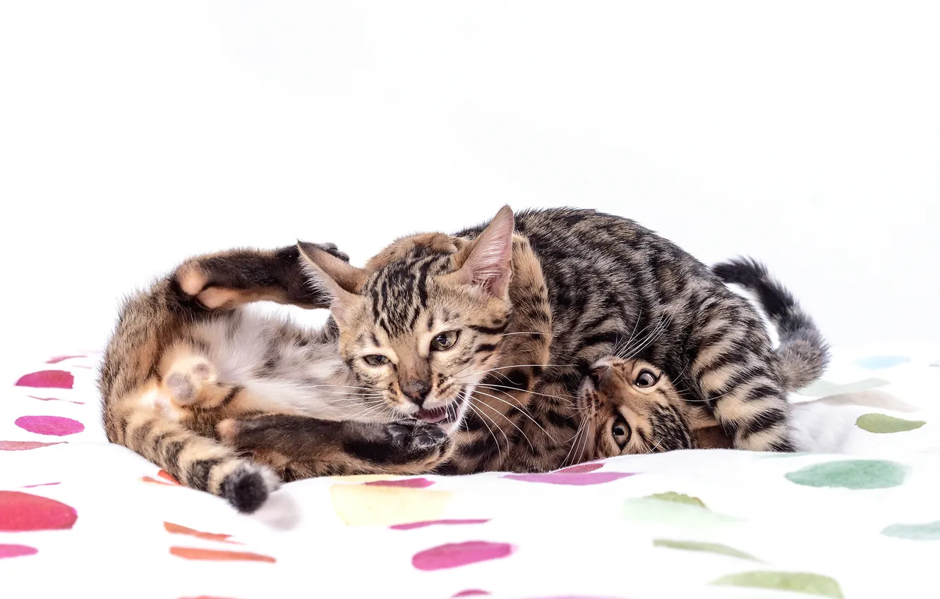 Photo wallpaper cat, look, pose, the game, white background, kitty, face, two kittens