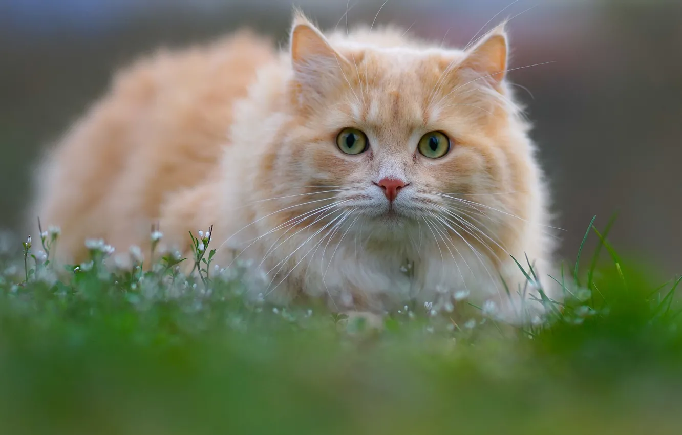 Photo wallpaper cat, grass, cat, look, muzzle, cat