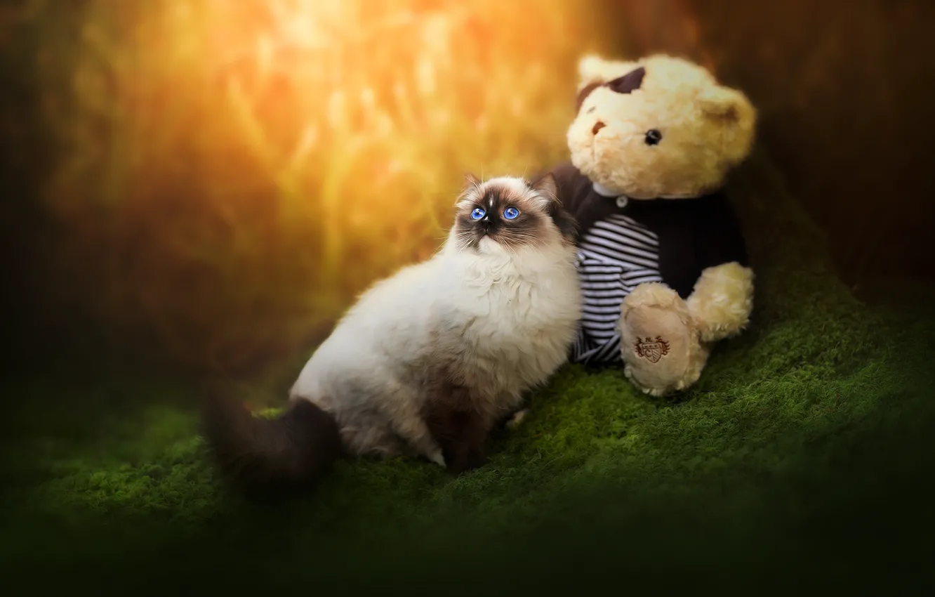 Photo wallpaper cat, cat, light, nature, toy, moss, bear, bear