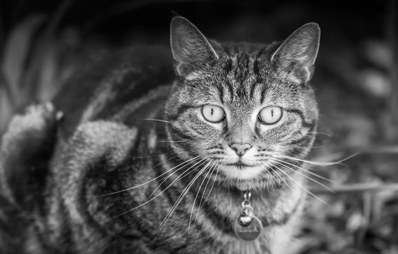 Photo wallpaper cat, look, collar