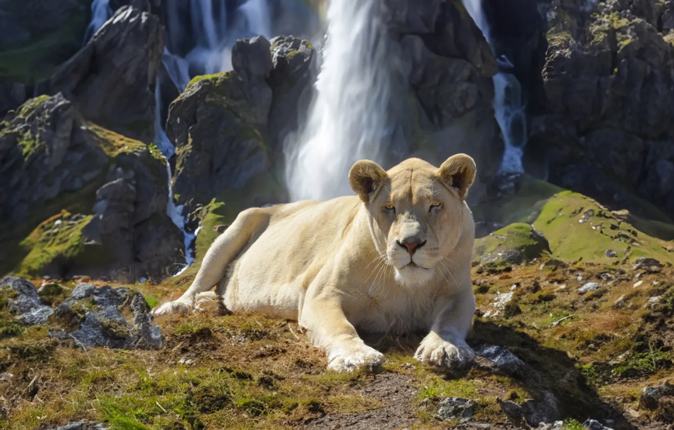 Photo wallpaper white, look, nature, rocks, waterfall, lies, lioness