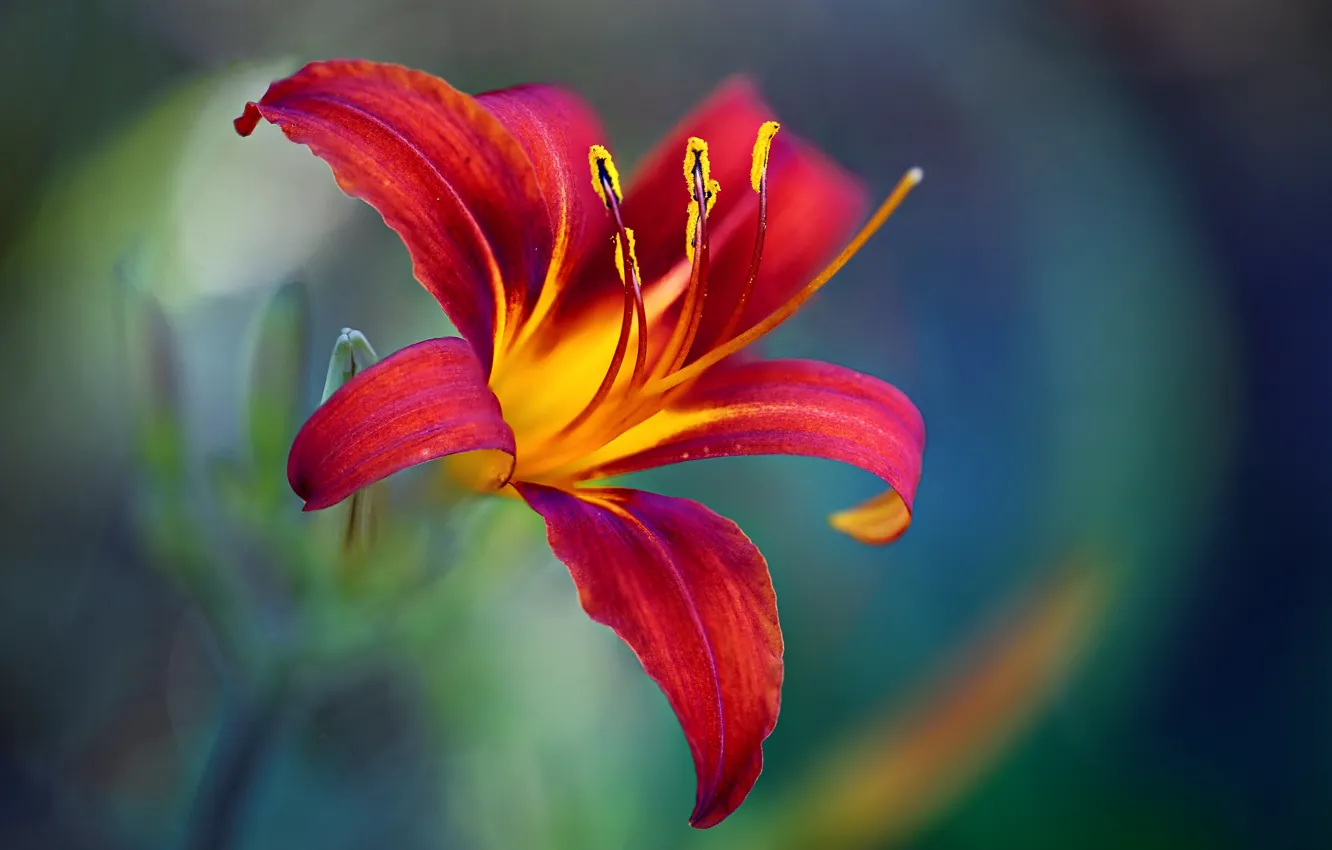 Photo wallpaper macro, petals, Tiger Lily