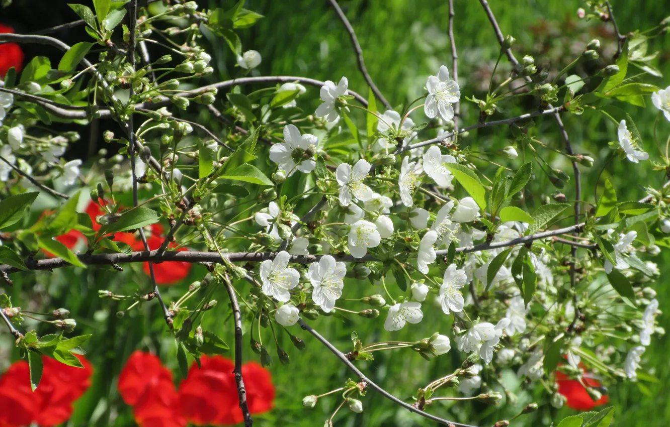 Photo wallpaper flowers, cherry, April, spring 2018, Mamala ©
