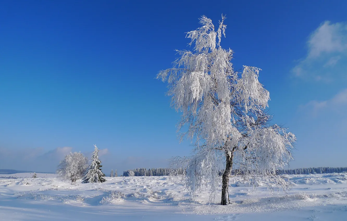 Photo wallpaper winter, frost, field, the sky, snow, tree