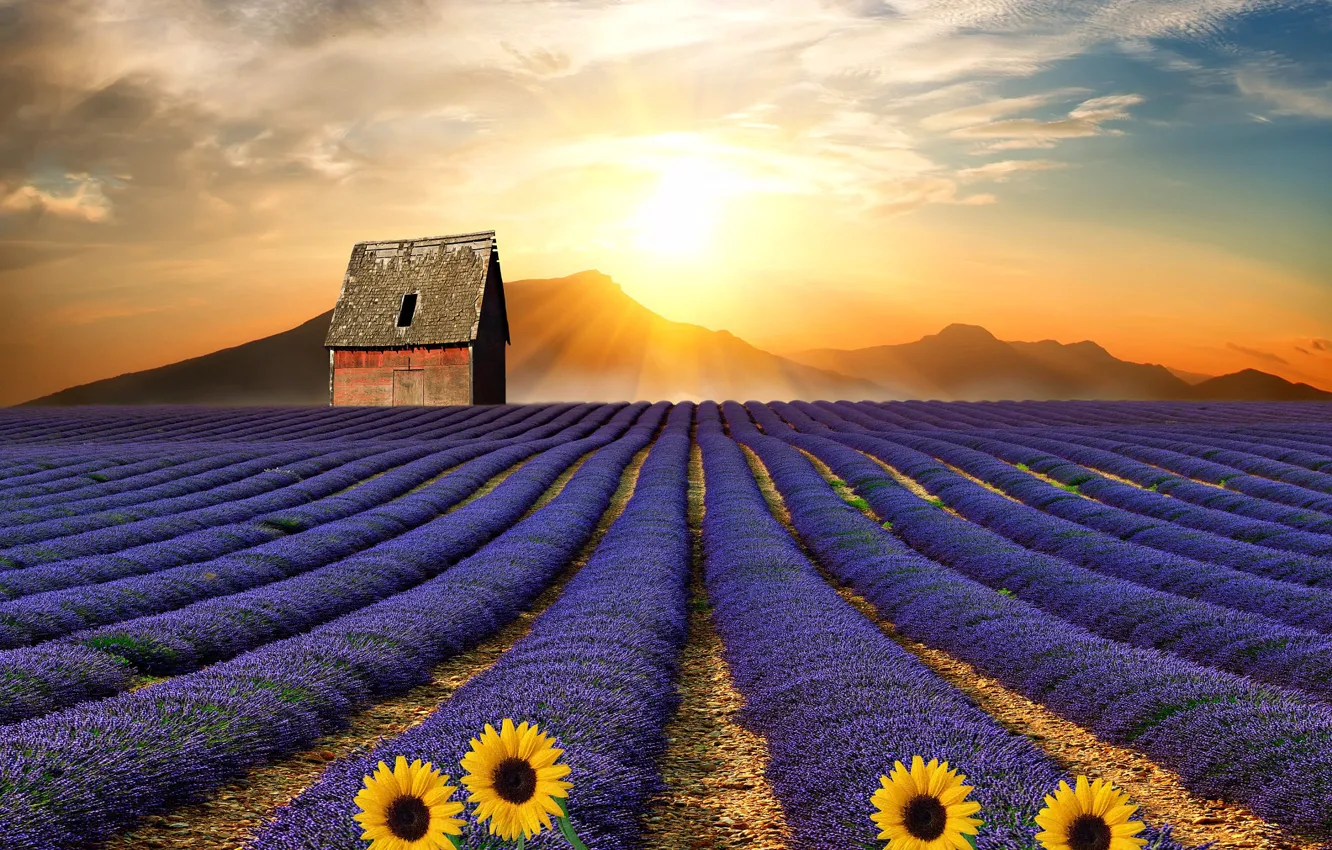 Photo wallpaper field, the sun, sunflowers, landscape, flowers, mountains, house, vegetation