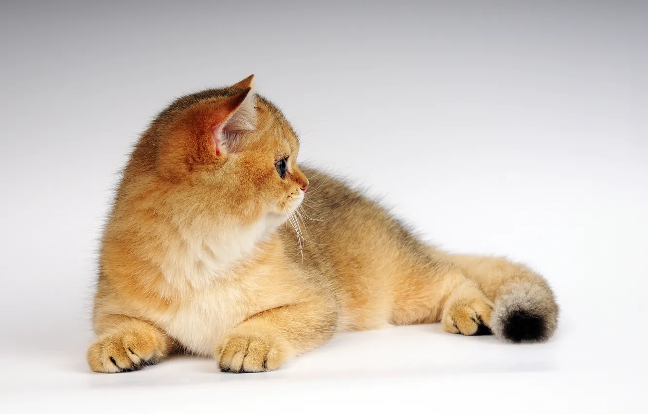 Photo wallpaper cat, kitty, ginger