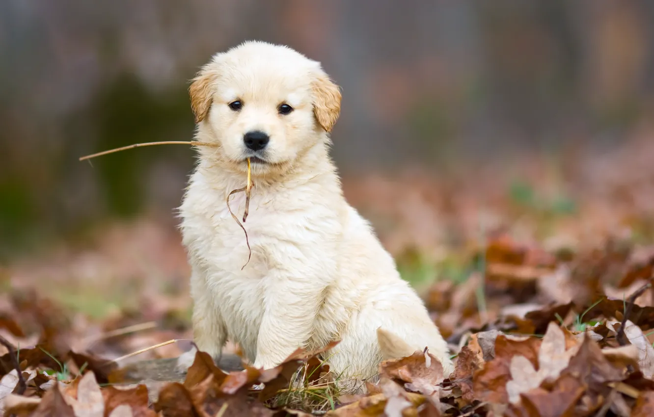 Photo wallpaper autumn, white, leaves, sweetheart, dog, puppy, fallen, straw