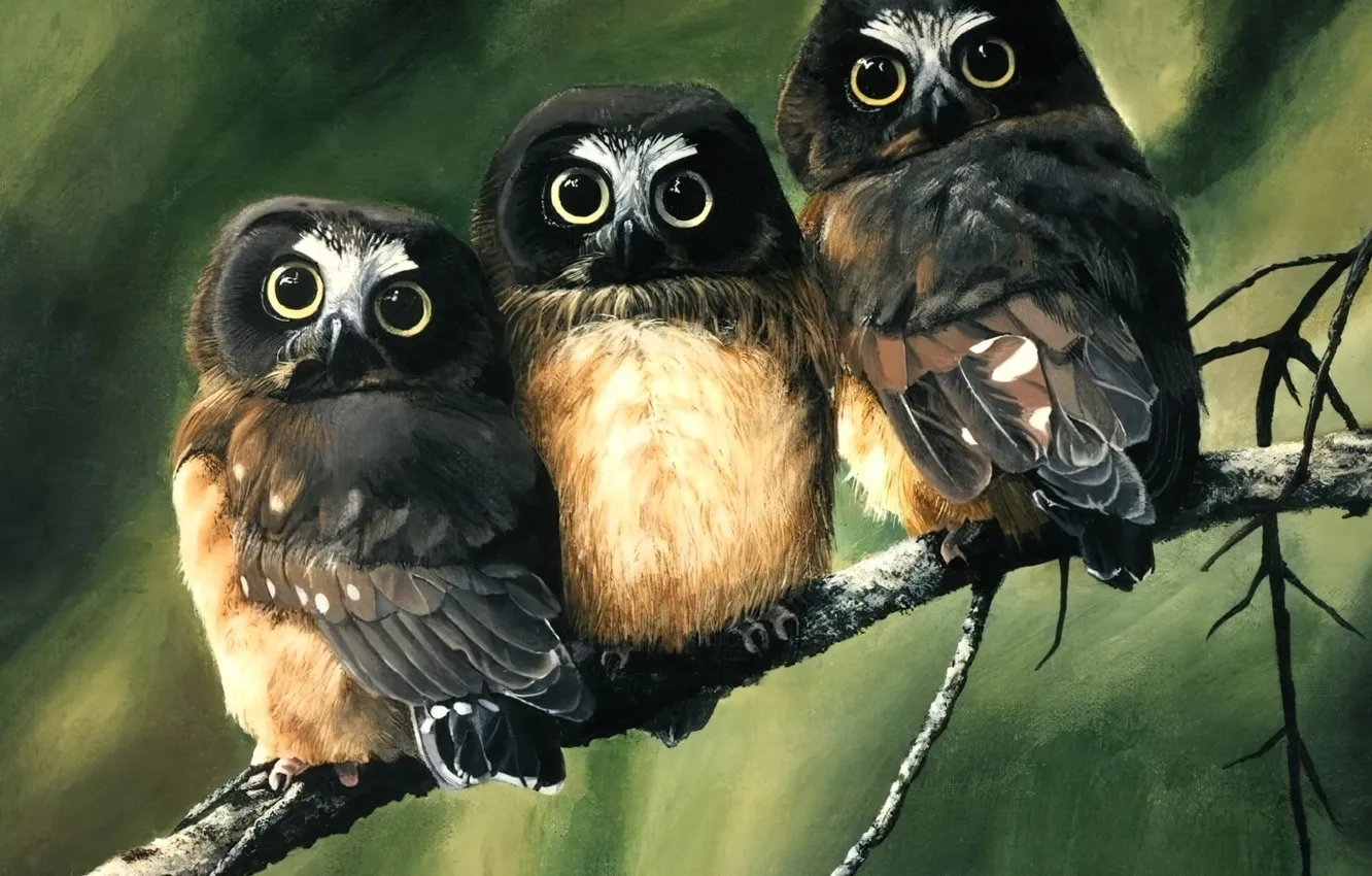Photo wallpaper owl, bird, owl