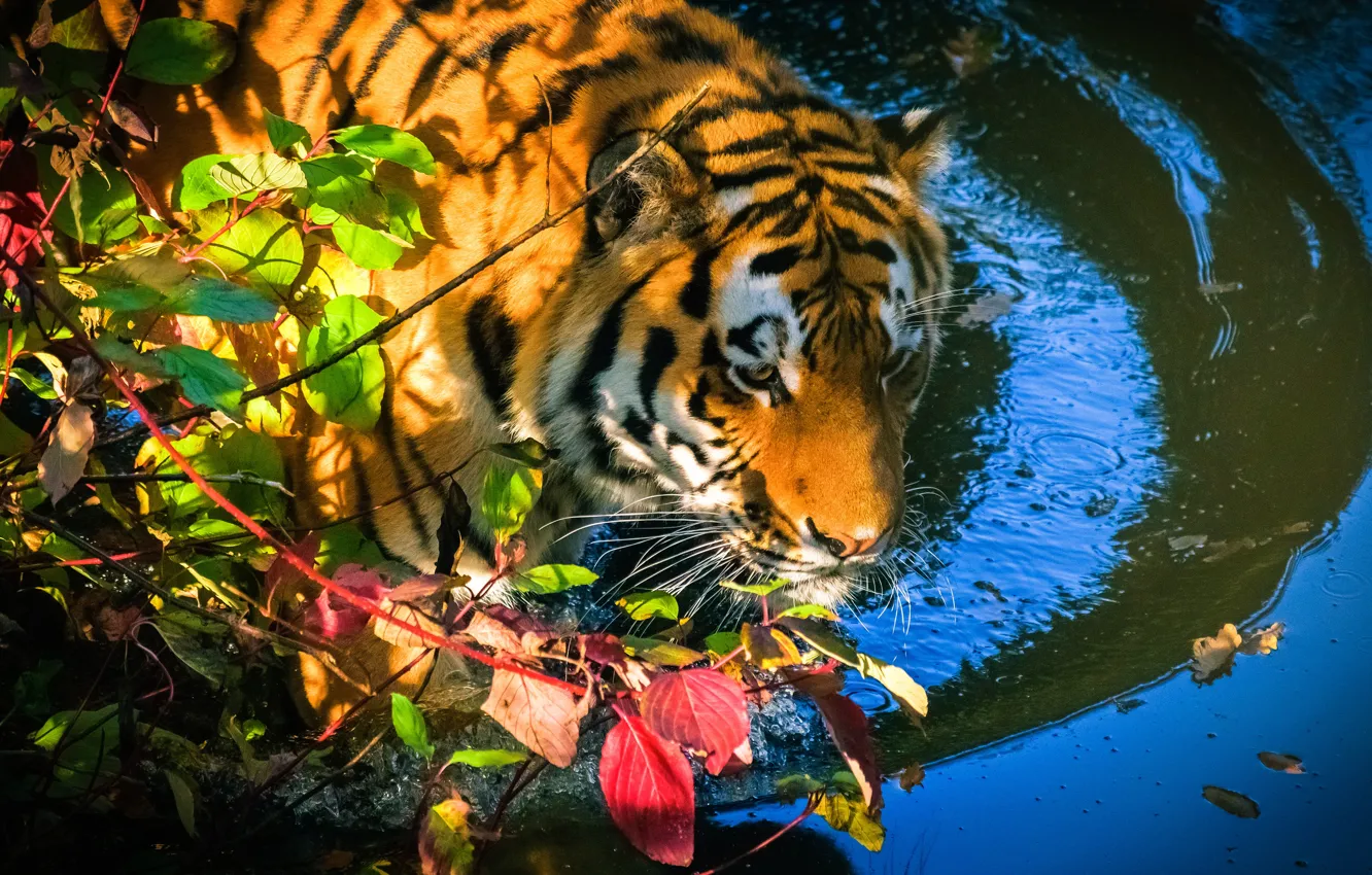 Photo wallpaper autumn, face, leaves, water, branches, tiger, bathing, pond