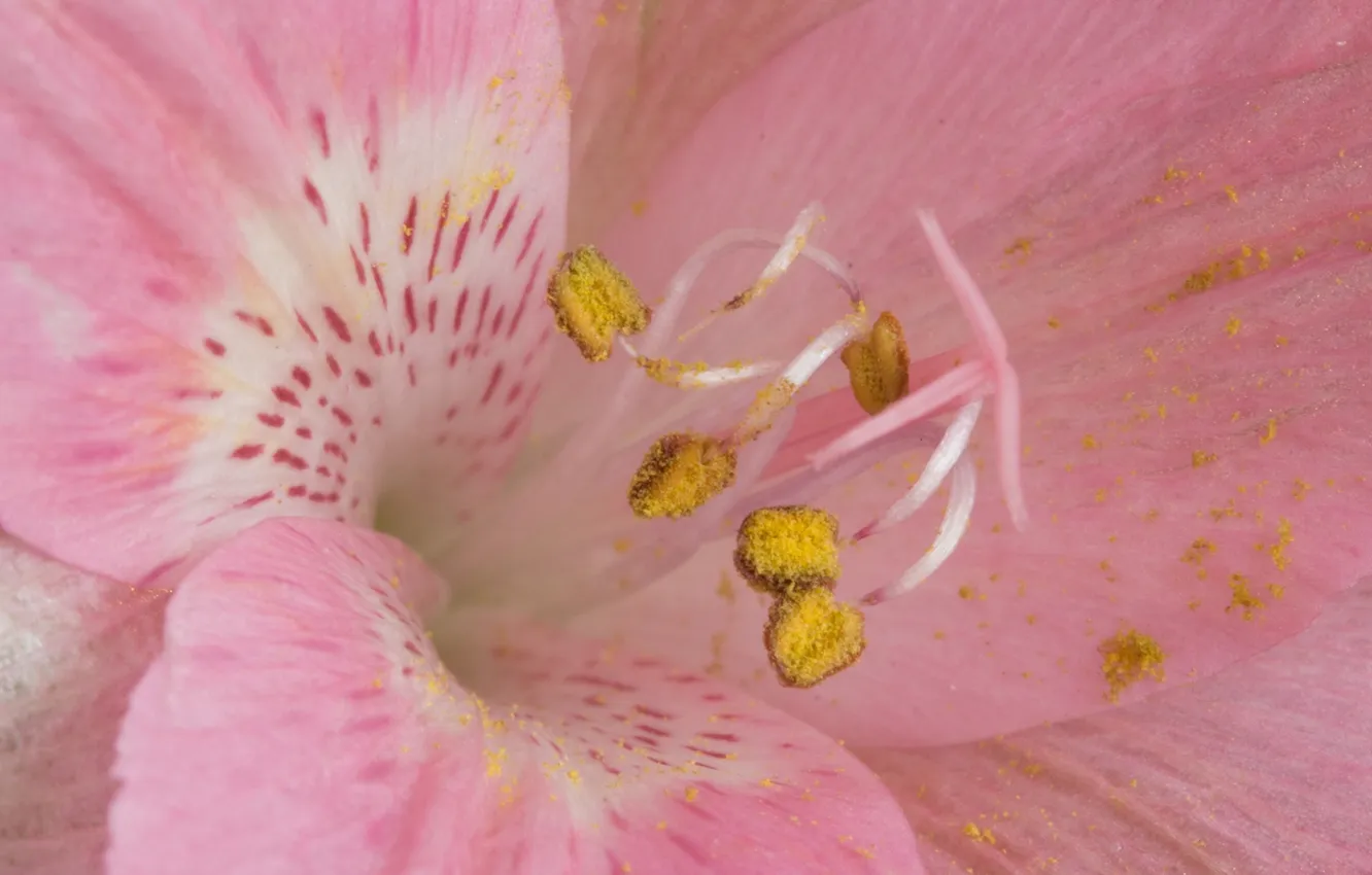 Photo wallpaper flowers, Lily, stamens, pink