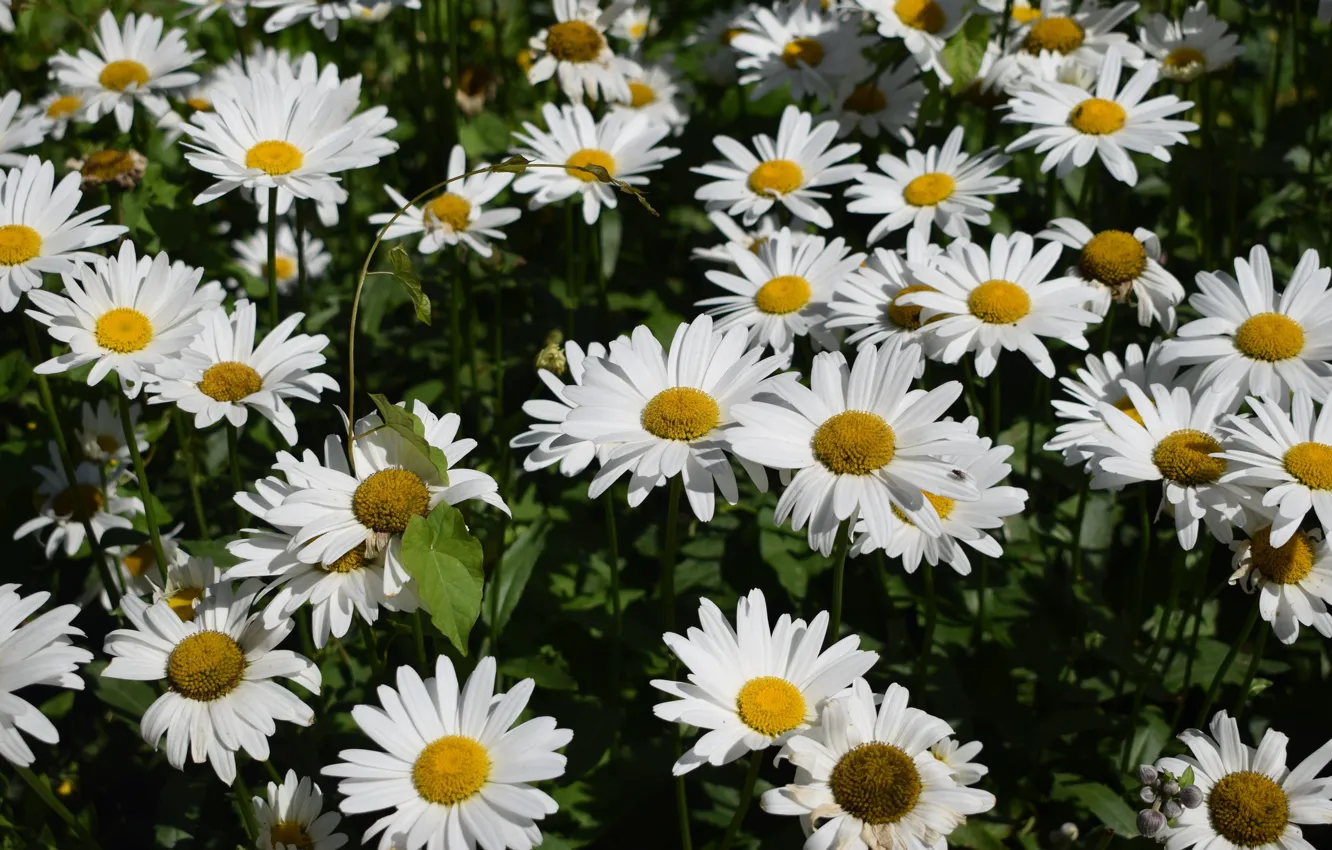 Photo wallpaper flowers, the dark background, glade, chamomile, meadow, white, a lot, chamomile field