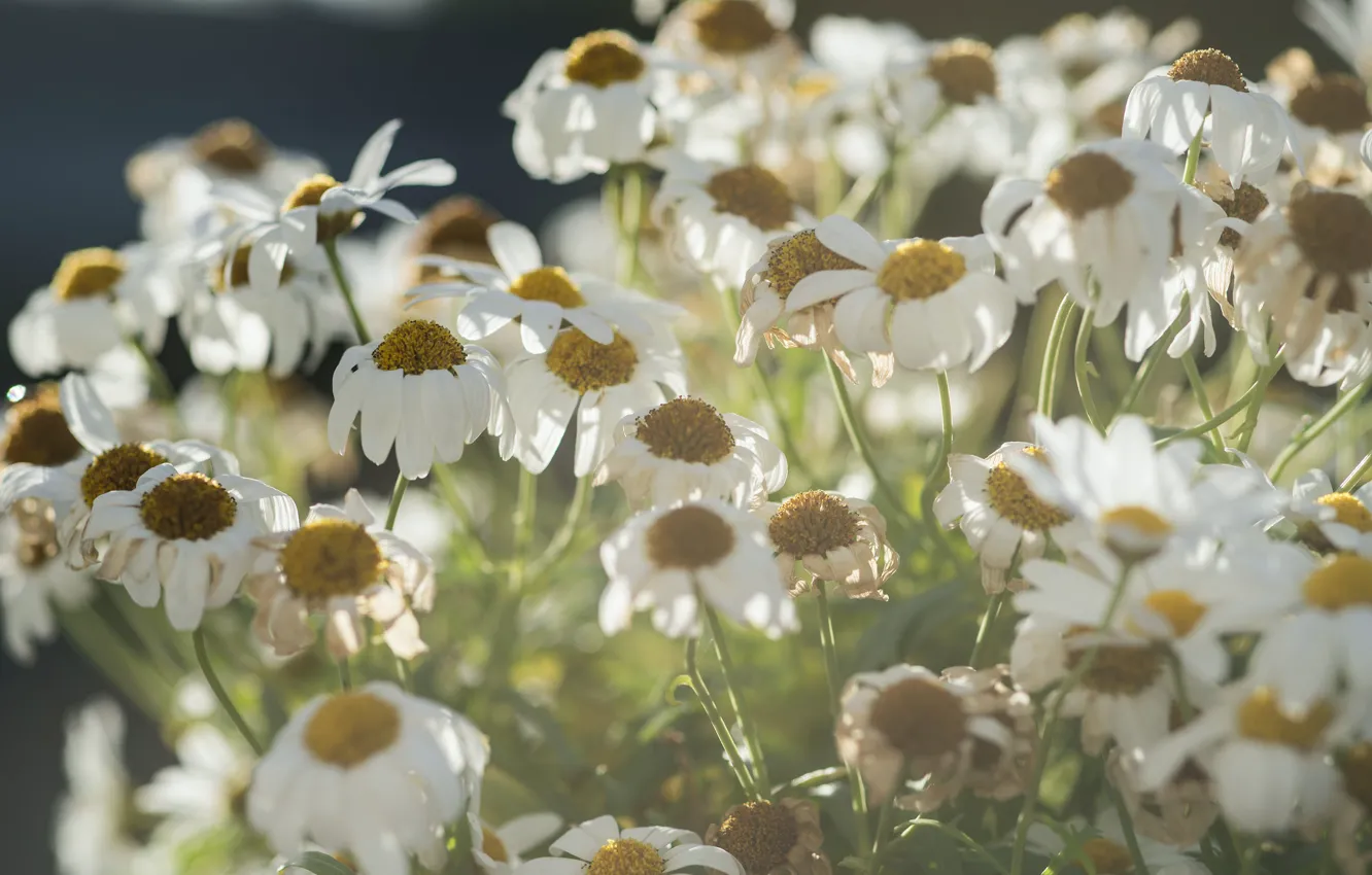 Photo wallpaper light, flowers, chamomile, petals, haze, white, the bushes, field