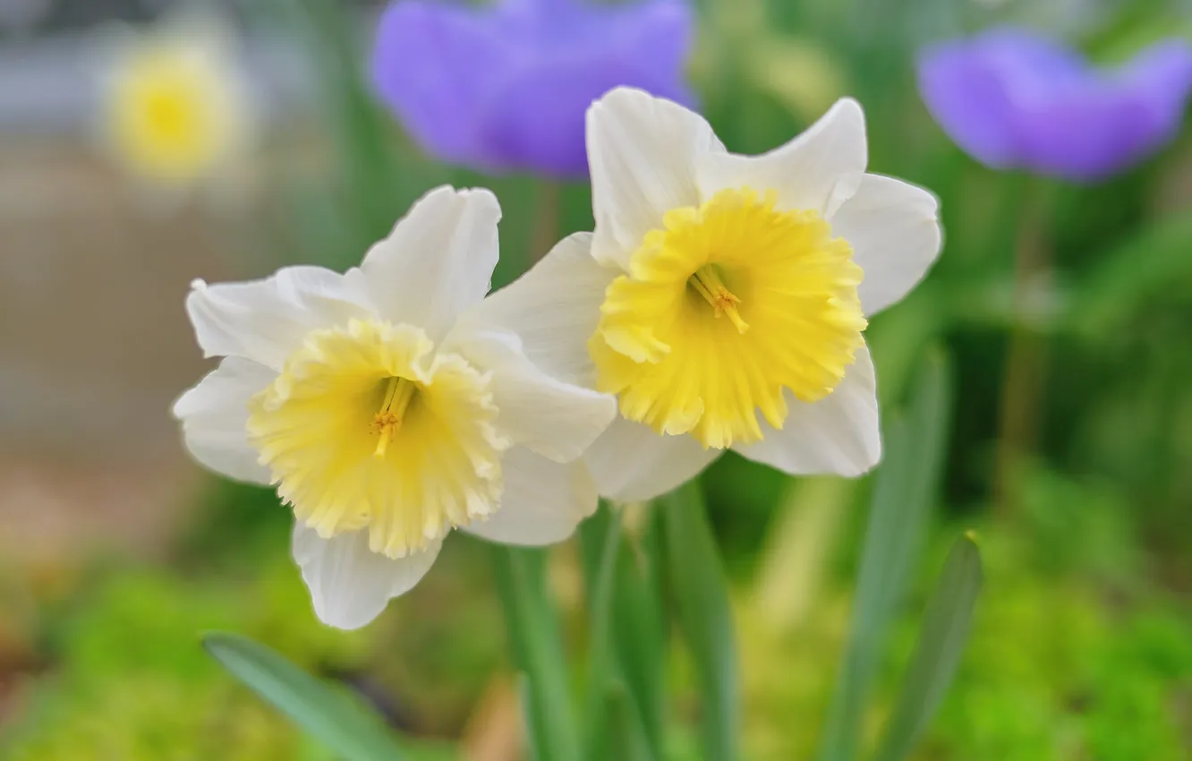 Photo wallpaper flowers, spring, daffodils