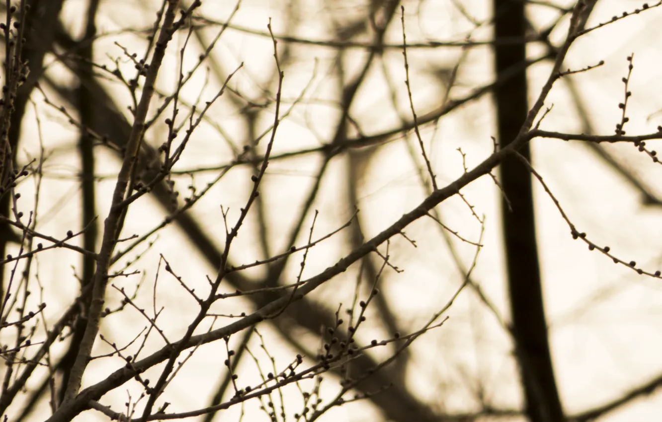 Photo wallpaper the sun, trees, branches, spring, kidney