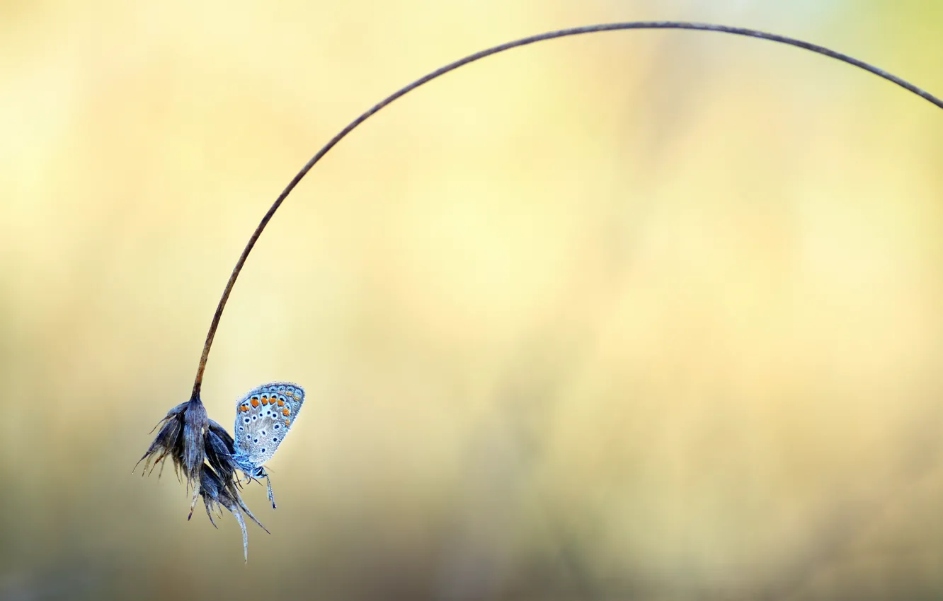 Photo wallpaper grass, nature, butterfly