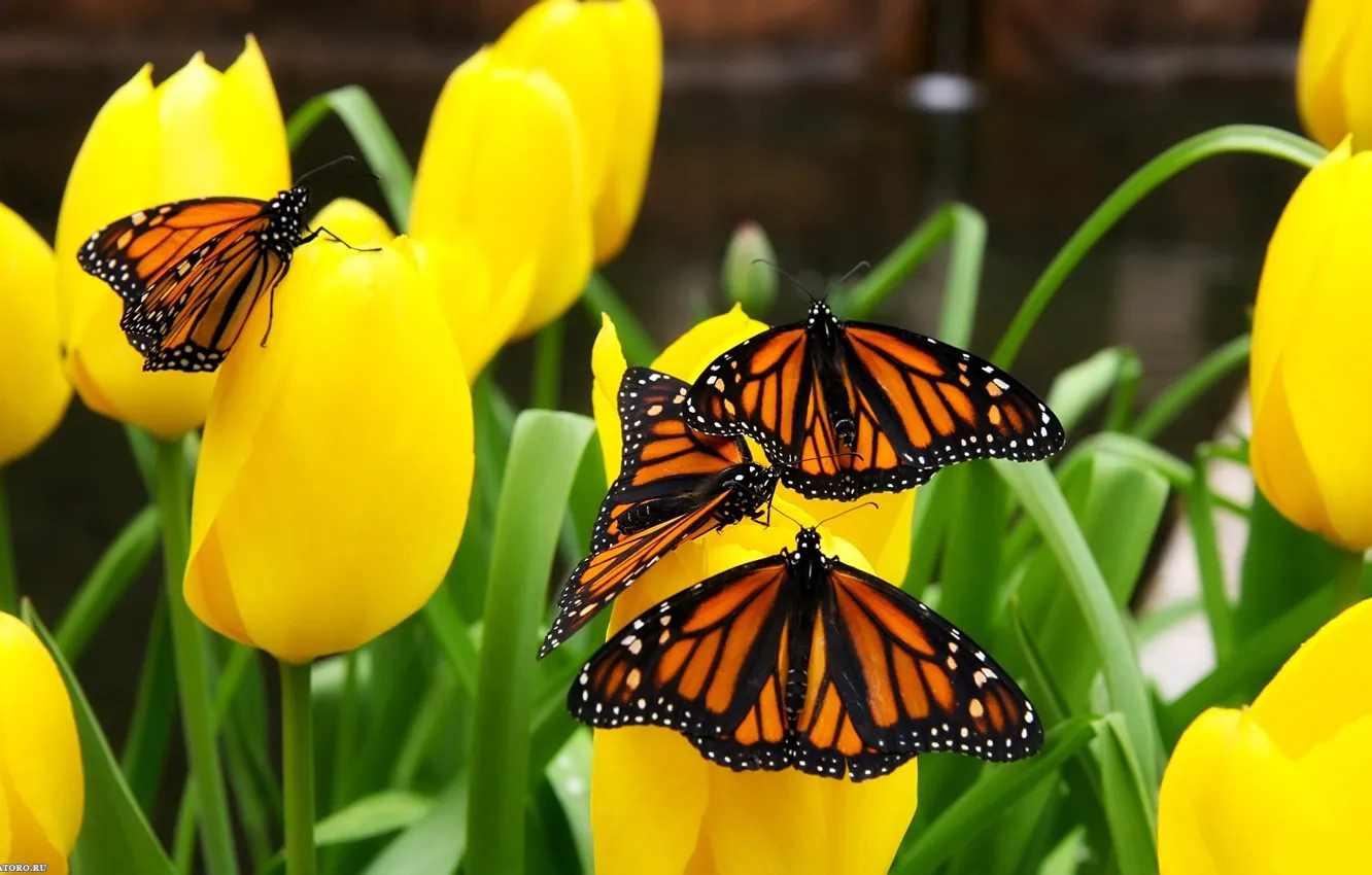 Photo wallpaper nature, butterfly, tulips