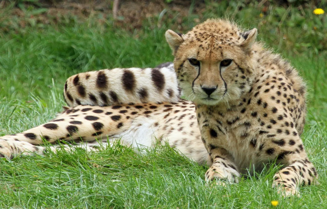 Photo wallpaper cat, grass, stay, Cheetah
