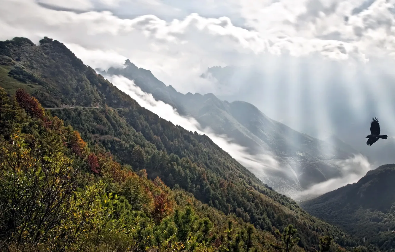 Photo wallpaper landscape, mountains, bird