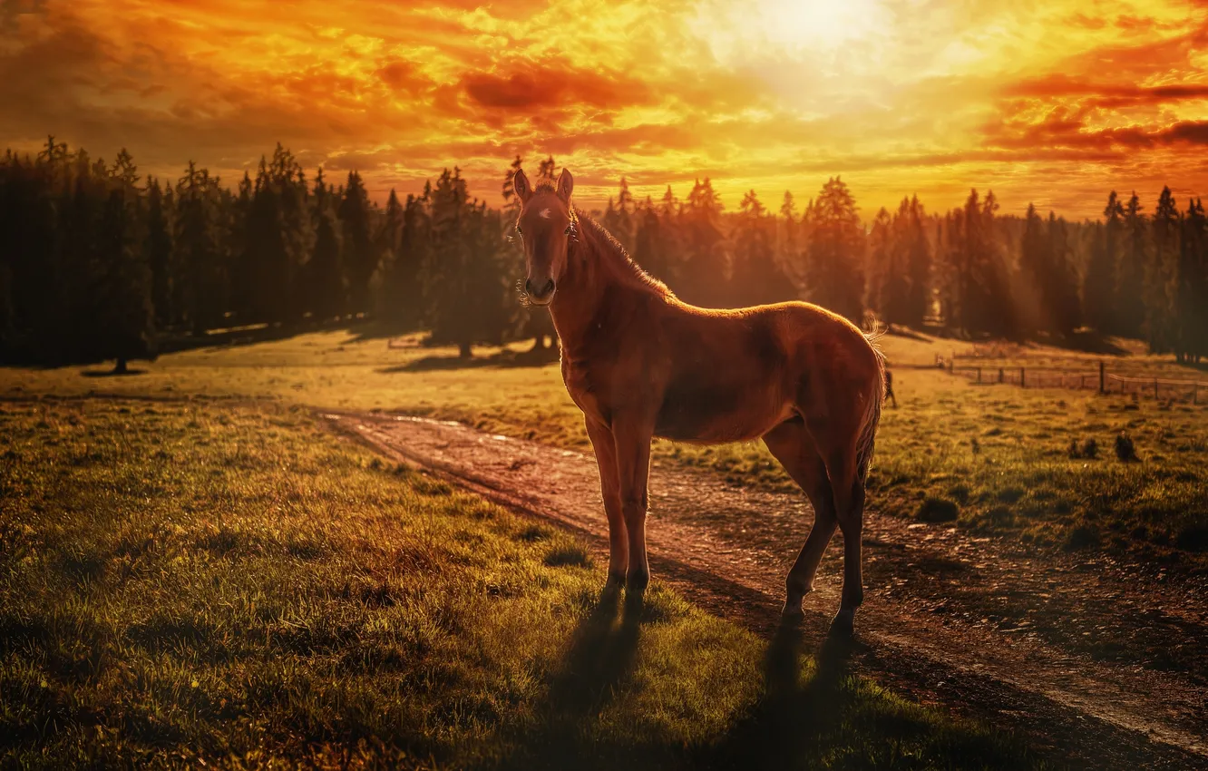 Photo wallpaper sunset, horse, foal