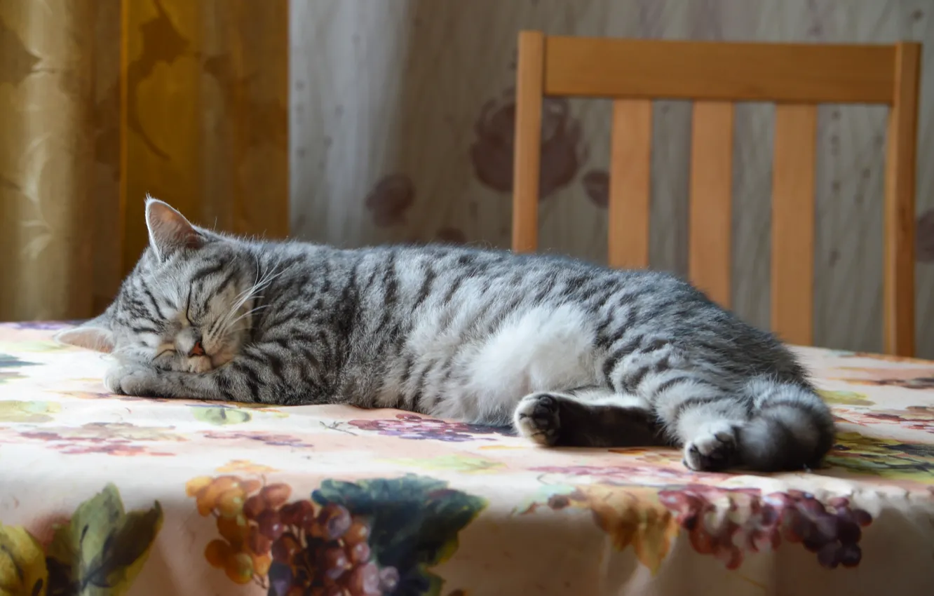 Photo wallpaper cat, table, interior, sleeping, by Lubov2001