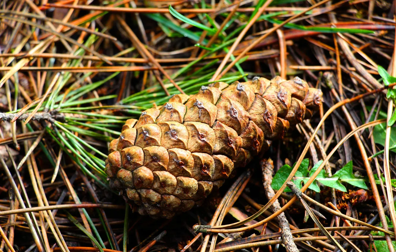 Photo wallpaper plant, pine, cone