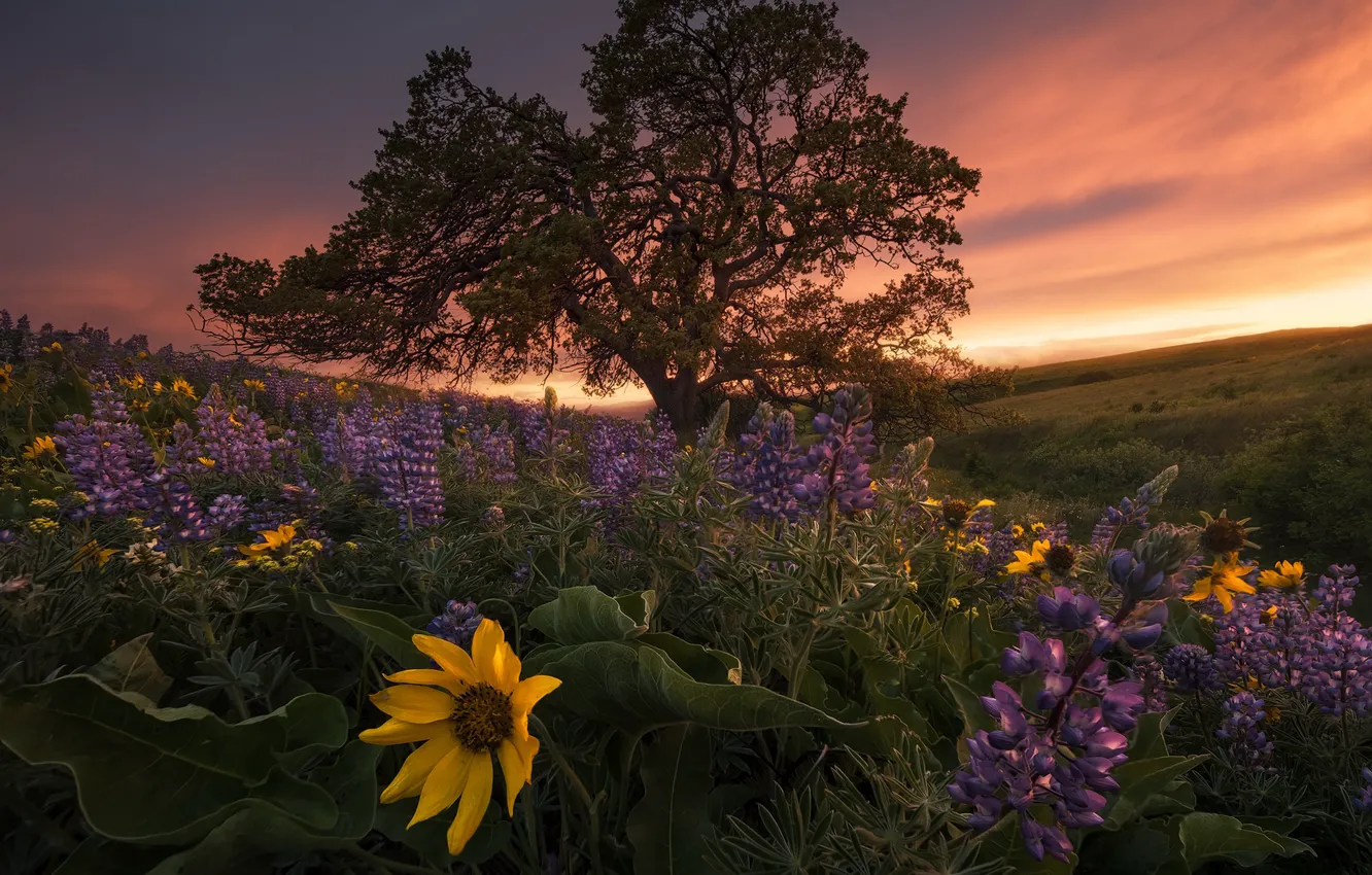 Photo wallpaper field, the sky, clouds, trees, sunset, flowers, yellow, hills