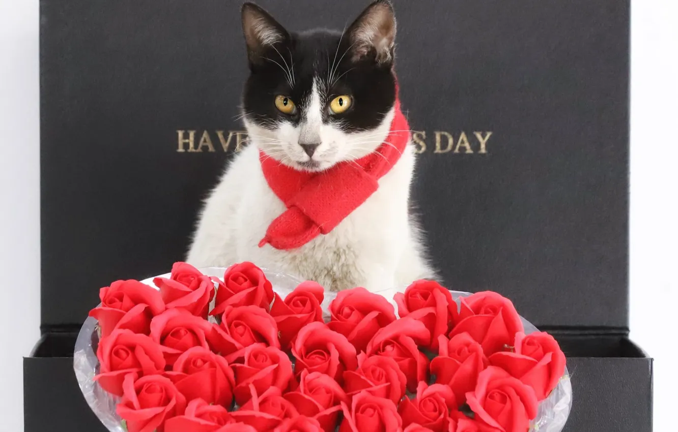 Photo wallpaper Valentine's day, black and white, red, look, box, congratulations, heart, gift