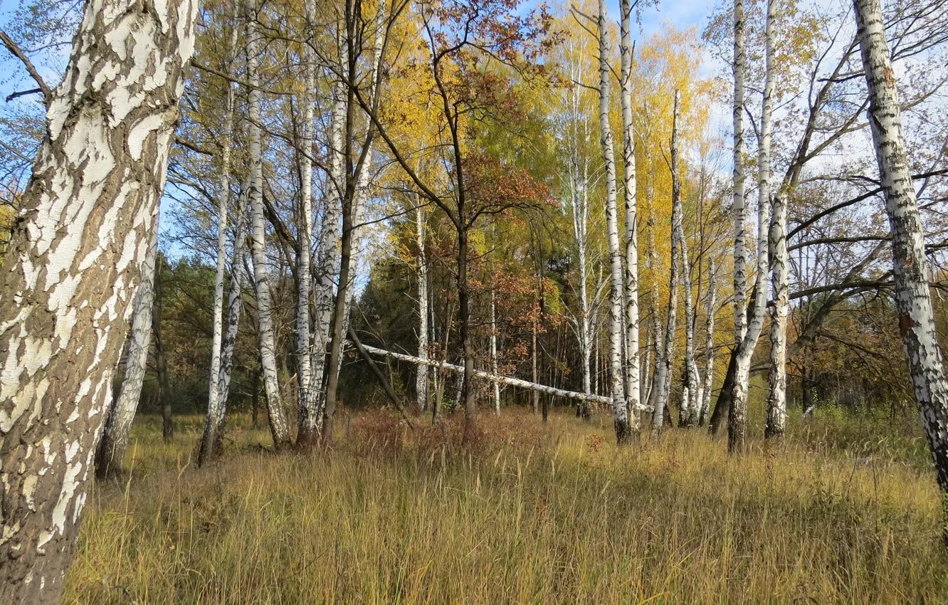 Photo wallpaper landscape, forest, autumn
