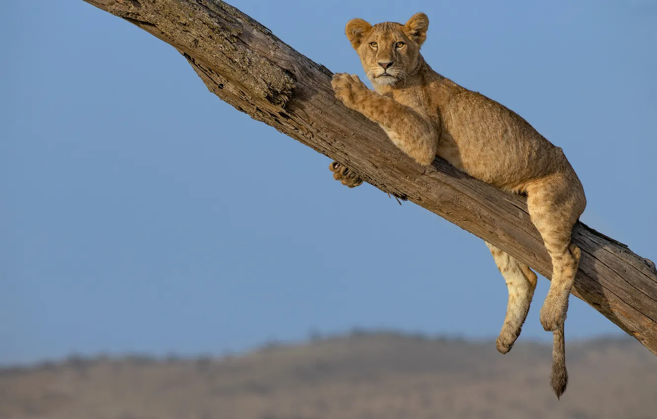 Photo wallpaper trees, lies, lioness, blue sky