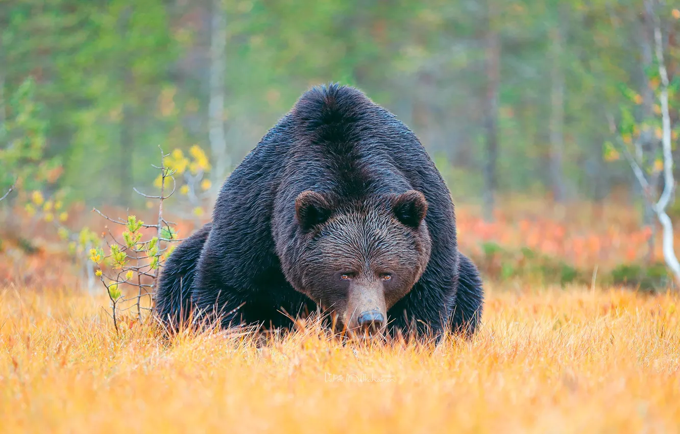 Photo wallpaper forest, glade, bear