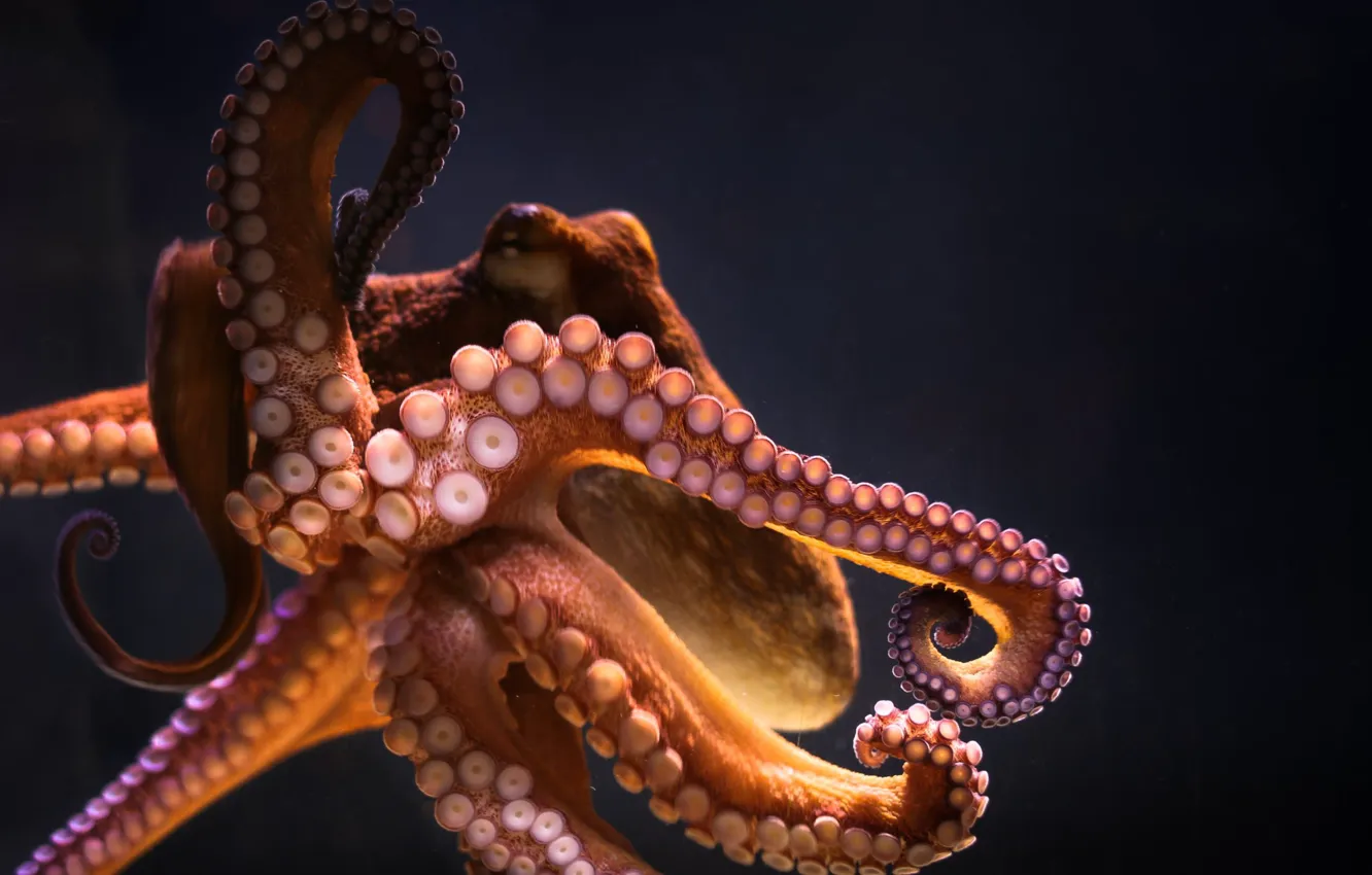 Photo wallpaper aquarium, octopus, tentacles, octopus, cephalopod mollusk