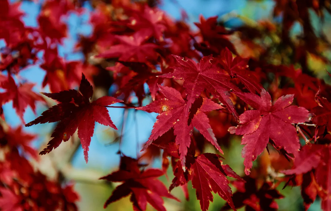 Photo wallpaper Autumn, Leaves, Red, Red, Autumn, Leaves