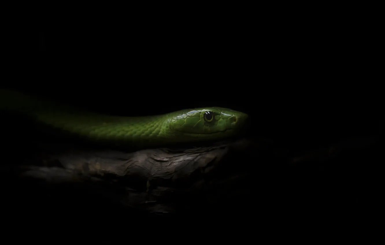 Photo wallpaper snake, branch, darkness, ambush, hunting