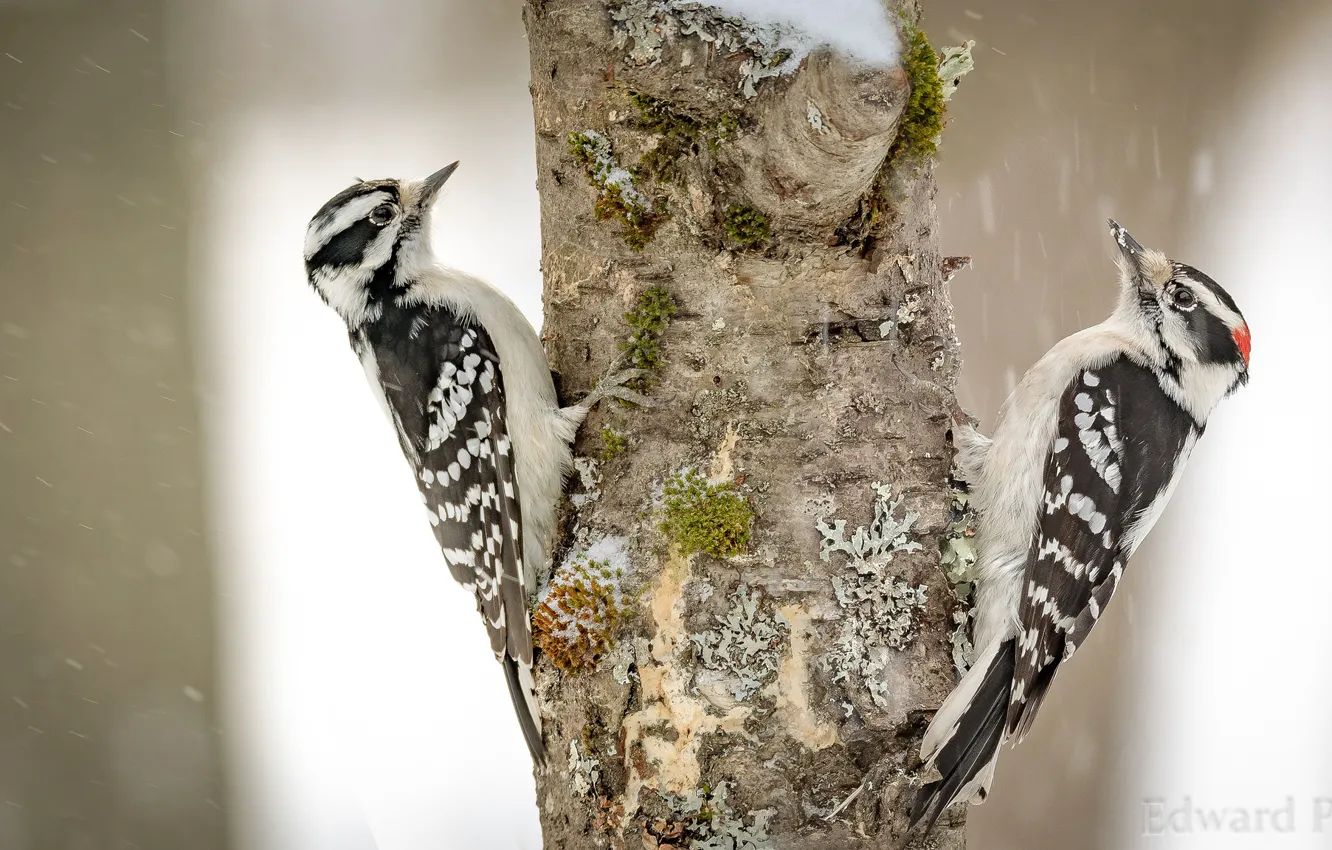 Photo wallpaper winter, snow, trees, nature, bird, woodpecker, pair, bokeh