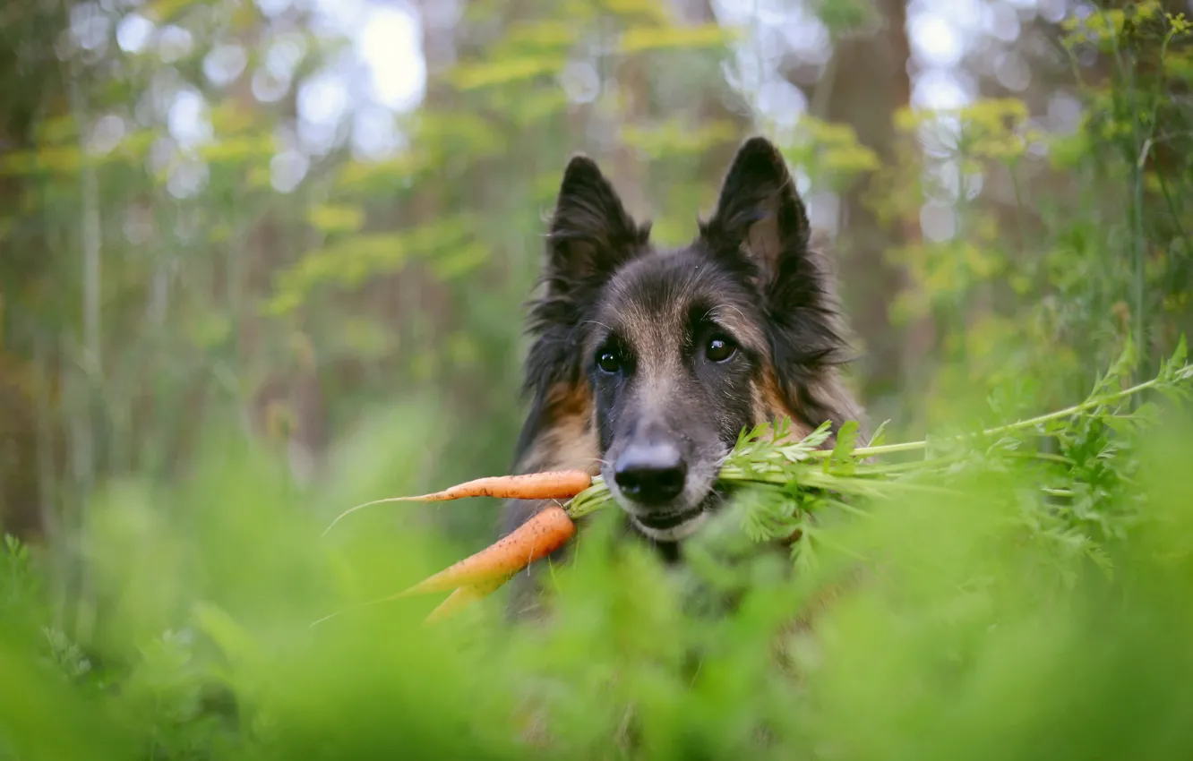 Photo wallpaper background, dog, carrot