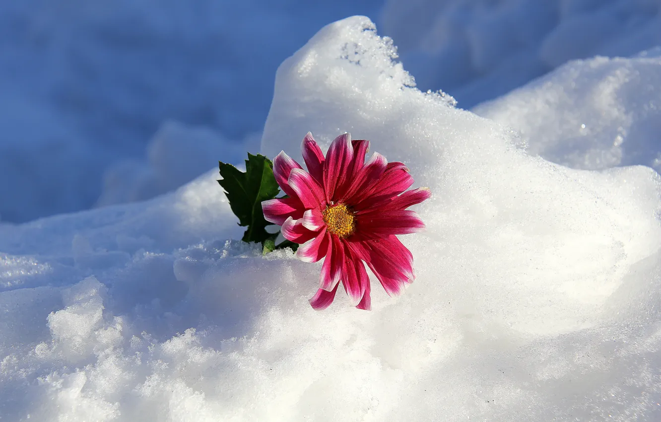 Photo wallpaper winter, snow, flowers