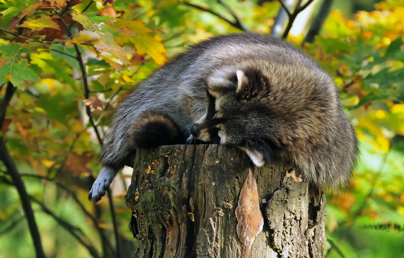 Photo wallpaper stay, stump, sleep, stump, sleeping, raccoon