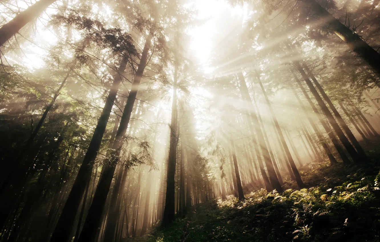 Photo wallpaper forest, rays, trees, slope, fern