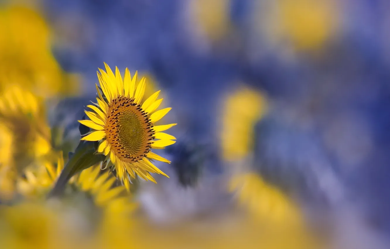 Photo wallpaper summer, sunflowers, nature